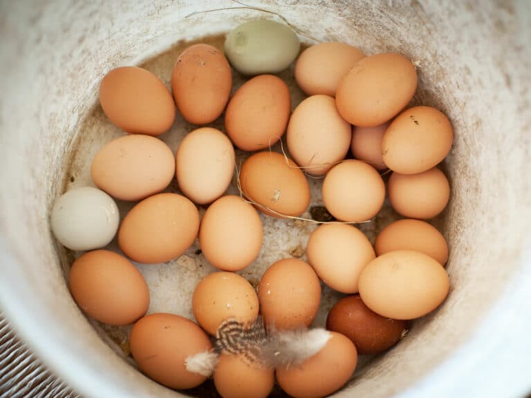 Eggs-Poppinghole-Farm-Gallery1