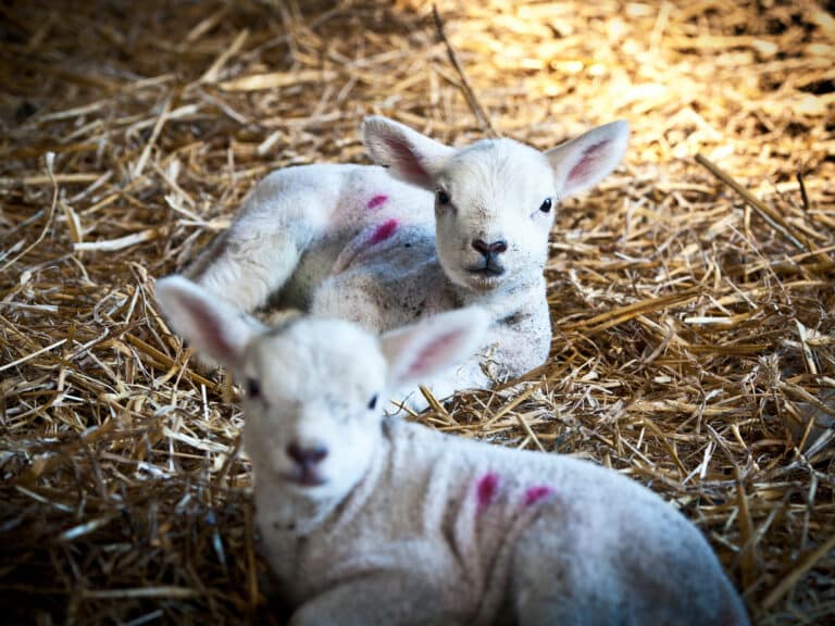 Lambs-Poppinghole-Farm-Gallery1